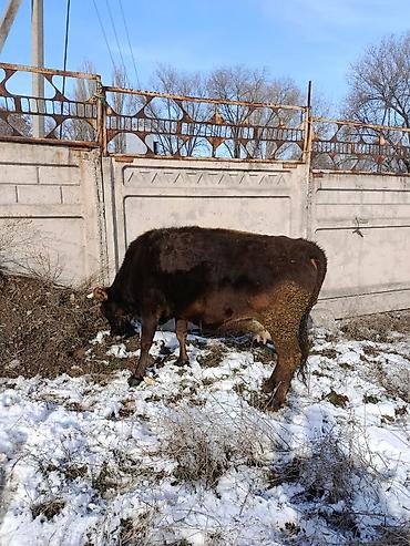 Коровы, быки: Продаю | Корова (самка) | Для молока — 24