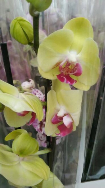 кане корсо в баку: Продам Орхидею в Баку. Недорого, всего 30 манат. Цвет -