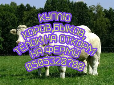 купить собаку той пудель: Куплю | Коровы, быки, Лошади, кони | На откорм, Откормленные, Бесплатная доставка