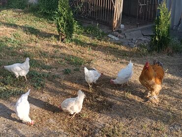 Куры, петухи: Продаю | Куры, Петух, Цыплята | Брама, Домашняя | На забой, Для разведения, Несушки