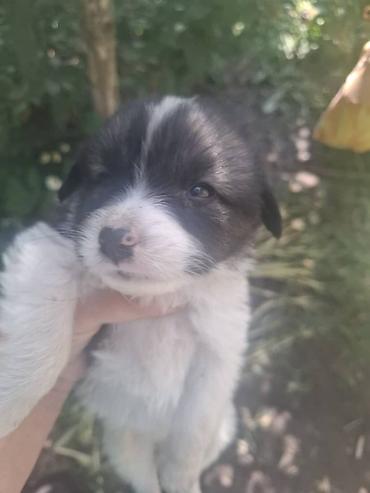 собака алабай: 1 месяц, Самец — 2