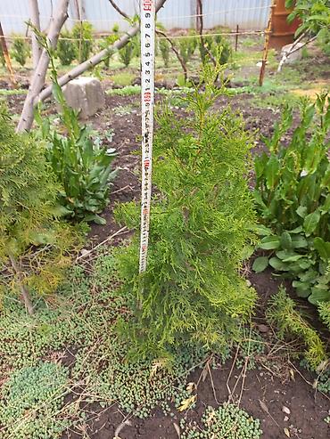 Самшит: Самшит (Buxus sempervirens) — саженцы и сформированные кусты для живых — 5