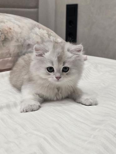 шиншила: Скотиш Страйт (Шотландская прямоухая), 2 месяца, Девочка, Серебристая шиншилла — 3