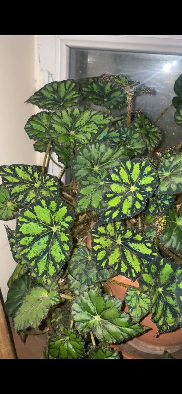 Otaq bitkiləri: Beqonya yarpaqlari koklu biri 1 azn. Minimum 5 ede satilir. Catdirilma — 8