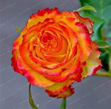 Semena i sadnice: Seme ruze
Cena 650din 10 semenki na lalafo.rs — 6 Semena i sadnice: Seme ruze
Cena 650din 10 semenki — 6