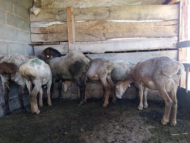 Бараны, овцы: Продаю | Овца (самка), Ягненок | Для разведения, Для шерсти | Матка