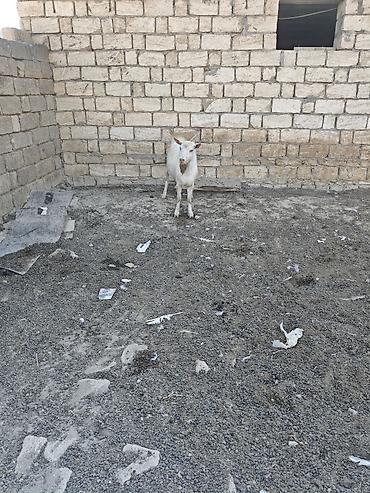 bakida cins ineklerin satisi: Her ikisi satilir. fevralda 2yasdari olacag. heyvanlar qobu kendindedi — 4
