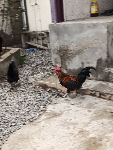 Toyuqlar: Toyuq, Damazlıq, Ödənişli çatdırılma, Ünvandan götürmə — 13