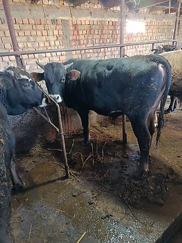 Коровы, быки: Продаю | Бык (самец) | На откорм | Привязанные — 4