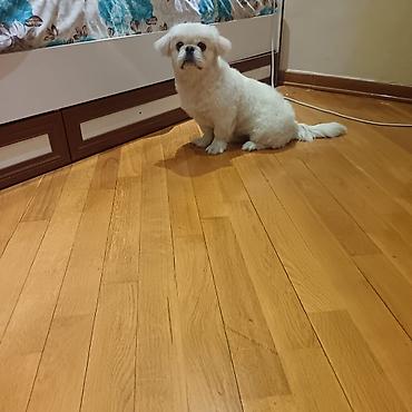 gözəl it adları: Pekines, Erkək — 1