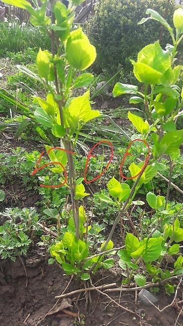 Гортензия: Гортензия БЕЛАЯ садовая. Крупные БЕЛЫЕ шары с футбольный мяч — 12