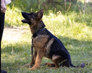 собака мопс: Продается подрощенный щенкок немецкой овчарки. Дата рождения