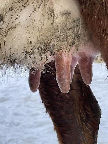 Коровы, быки: Продаю | Корова (самка) | Полукровка | Для молока | После отела at lalafo.kg — 14 Коровы, быки: Продаю | Корова (самка) | Полукровка | Для молока | После отела — 14