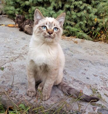 отдам даром находка: Котик. Мальчик. 4 месяца. Отдадим в добрые руки. 
Район Кызыл-Аскер