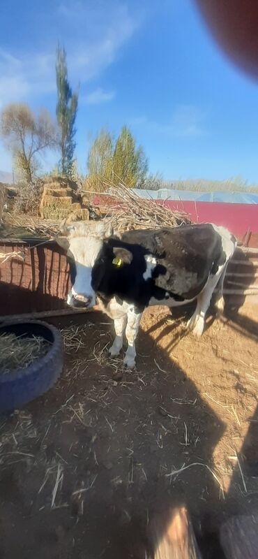 домик для кошки многоуровневый: Продаю | Корова (самка) | Полукровка | Для молока | Привязанные