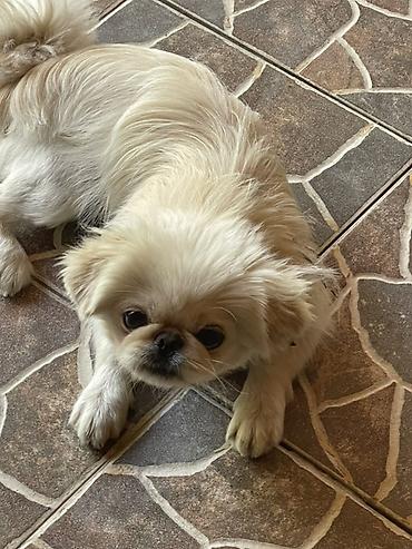 cins toyuqlarin satisi: Pekines, 1 il, Dişi, Cütləşmə üçün, Ünvandan götürmə — 1