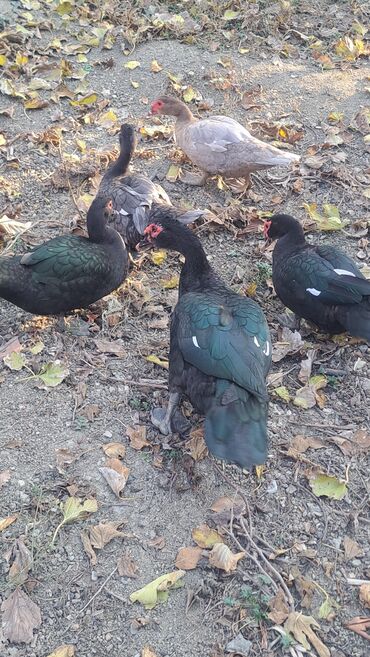 Ördəklər: Dişi, | Macar, Damazlıq, Pulsuz çatdırılma — 23