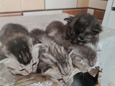 Pişiklər: Yaxşı əllərə -da lalafo.az — 7 Pişiklər: Yaxşı əllərə — 7