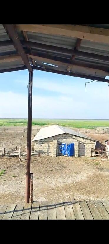 sudluk inekler satisi: 12 iyul kürdəmirdə Ferma Satilir hər şəraiti var 200 hekdar səhəsi