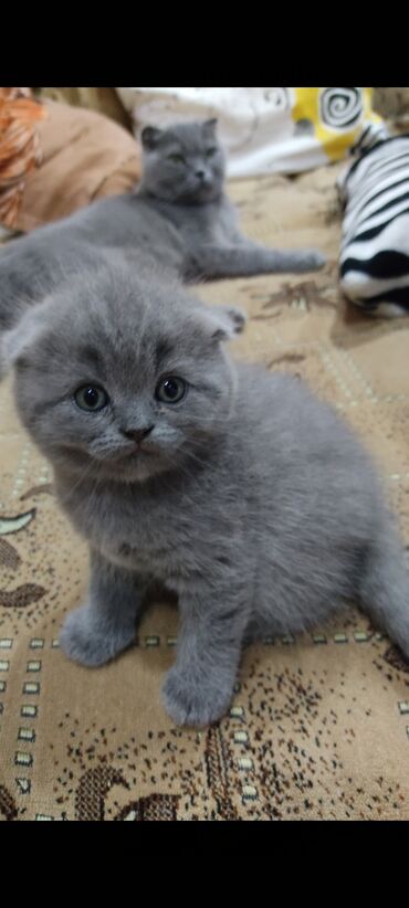 животные кот: Продаю котенкадевочка скоттиш фолд голубая. Родители с