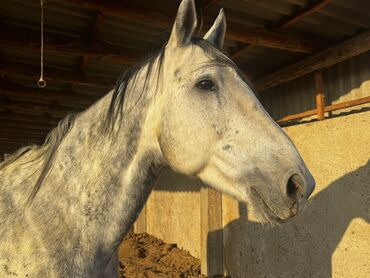 Лошади, кони: Продаю | Жеребец | Конный спорт | Племенные — 9