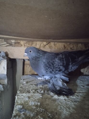 Птицы: Продаю голубей,все молодые прошлогодние.Птицу гоняю.Цены — 9