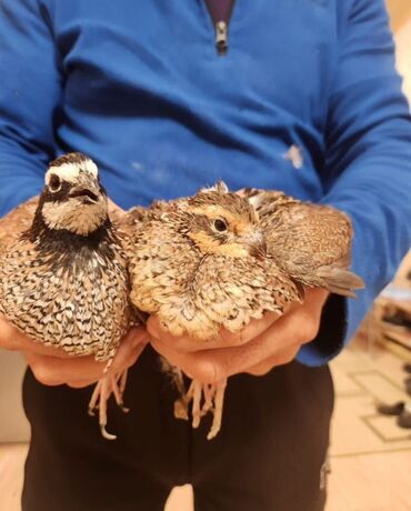 Куры, петухи: Продаю | Куры, Петух — 23