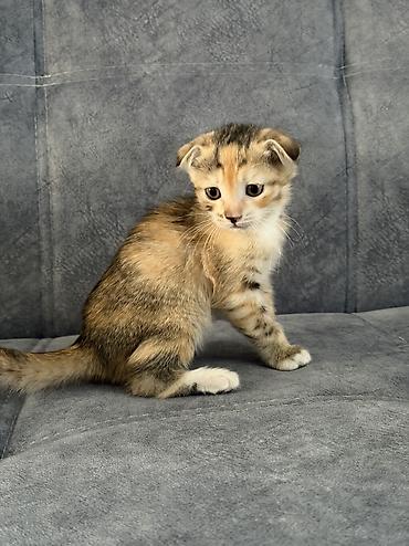Котятам почти 2 месяца, парода шотландская, два мальчика один