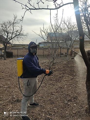Спил деревьев, заготовка дров: Обрезка плодовых деревьев !!! Также обрезка хвойных и различных at lalafo.kg — 4 Спил деревьев, заготовка дров: Обрезка плодовых деревьев !!! Также обрезка хвойных и различных — 4