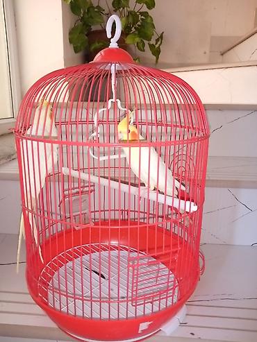 star quşu: Qırmızi göz korella cüttü tam ruçnoy əl quşu Real alici zeng elesn — 2