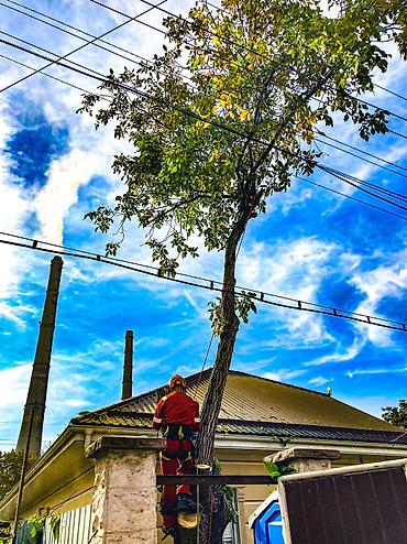 Спил деревьев, заготовка дров: Спил любых деревьев, в любых стесненных условиях, формирование кроны — 13