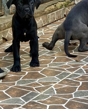 İtlər: Kane-Korso, 2 ay — 41