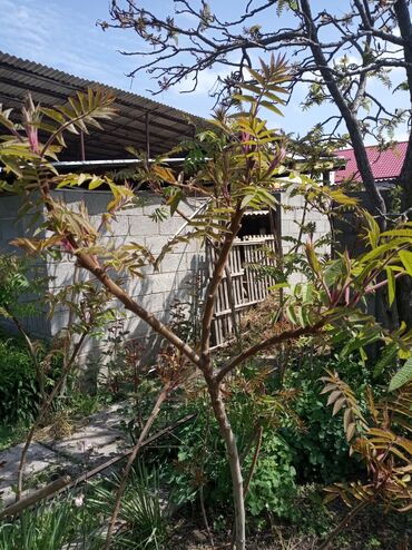 саженцы эжемалины: Продаю уксусное дерево(Сумах)
цена от 100 сом
