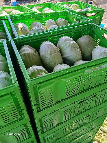 topdan baliq satisi: Ağ kələm – topdan satışı 0.60 qepiy - Növ: Ağ baş kələm (yuvarlaq və — 2