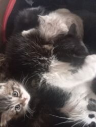 продажа домашних животных: Кошка даром: Беспородная, 2 месяца, Мальчик, Приучена к лотку, Проглистована