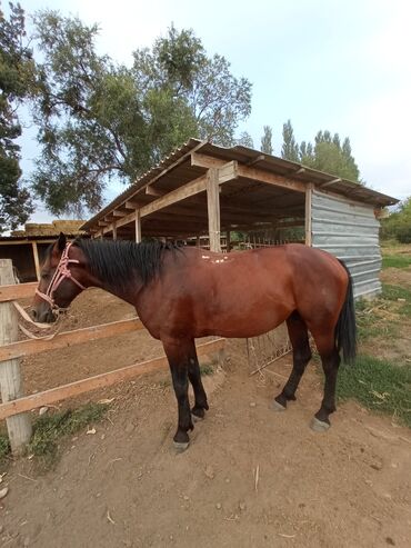 конный спорт бишкек цены в Кыргызстан | Услуги: Продаю | Жеребец | Конный спорт