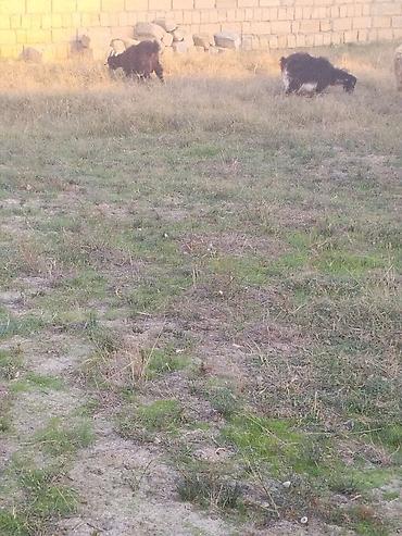 mal satisi: Salam ucdendi ucde erkyhdi sağlam saxlamağa kesglik olar buyrun kesbde — 2