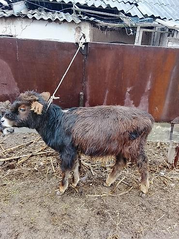 Коровы, быки: Продаю | Музоо, торпок | Полукровка | На откорм | Привязанные — 1