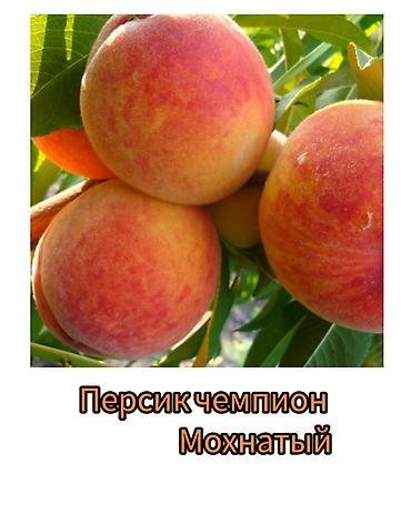 Другие фруктовые и ягодные растения: Саженцы плодовых культур (разные сорта) оптом и в розницу. Успейте — 4