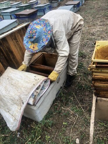 продаю морковь: Тоонун Кара-кулжанын таза балы сатылат баасы келишим баада