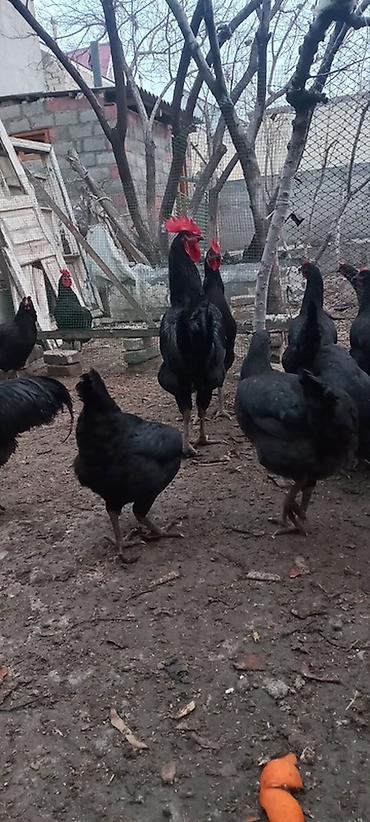 Куры, петухи: Продаю | Куры, Петух, Цыплята | Для разведения — 7