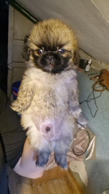 quru it yemi: Pekines erkey — 2