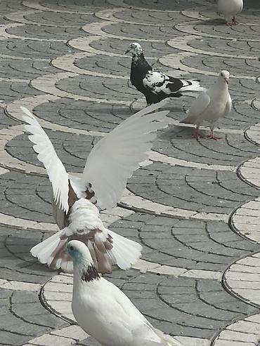 quşlar göyərçin: Damğalı göyərçinlər – dekorativ və uçuş üçün - Rənglər: ağ, qara-ağ — 4