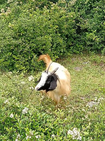 balalı inək: Salam Aleykum.25 baş keçi satılır.Ümumilikdə 18 baş dişi 7 baş erkək — 3