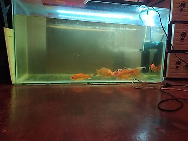 akvarim: Akvarium satılır 2 ədəd 1 metr, 2 ədəd 50 santım, 2 ədəd 40 santım — 5