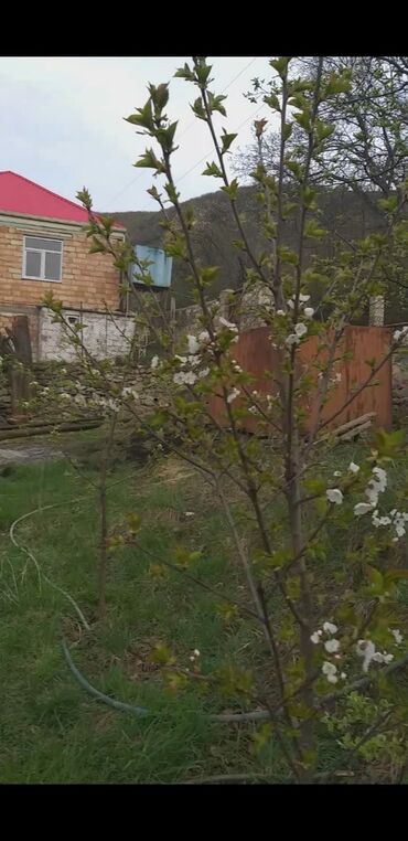 Bağ evlərinin satışı: Çaykənd, 160 kv. m, 5 otaqlı, İnternet, Telefon, Qaz -da lalafo.az — 8 Bağ evlərinin satışı: Çaykənd, 160 kv. m, 5 otaqlı, İnternet, Telefon, Qaz — 8