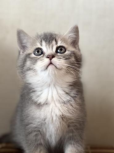 Pişiklər: British tipli pişik balaları - Cins: British Shorthair (şəkillərdə — 14