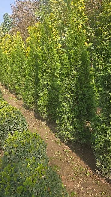 Декоративные деревья: Саженцы деревьев: Берёзы — 1