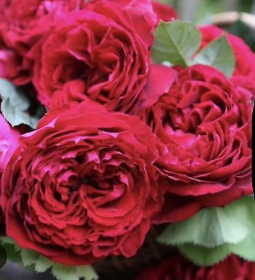 Роза: Саженцы — 5