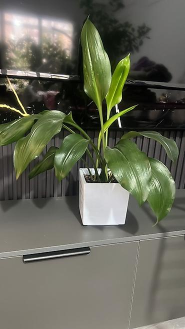 Диффенбахии: Комнатные растения в декоративных горшках - Диффенбахия крупнолистная — 29